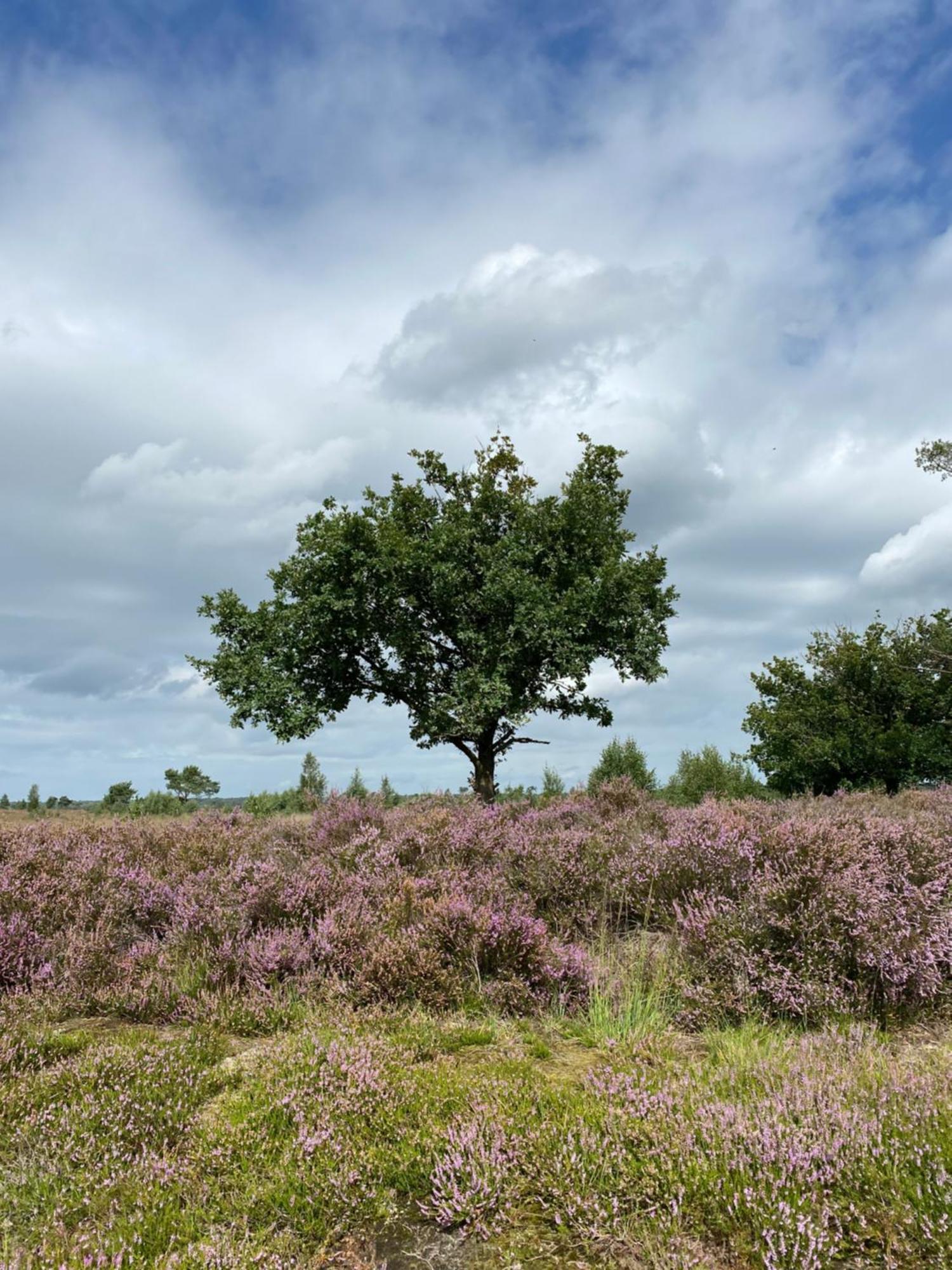 Appartamento De Graslelie Schoten Esterno foto